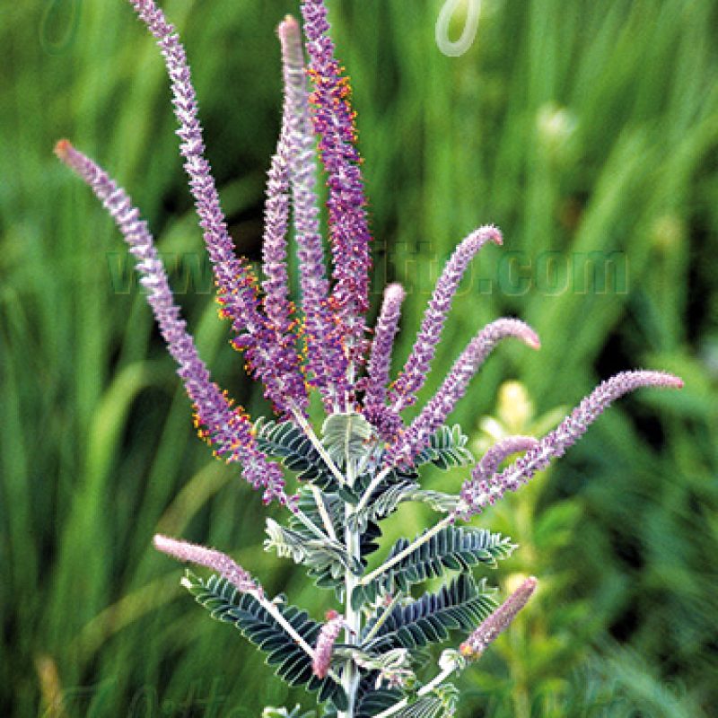 Amorpha