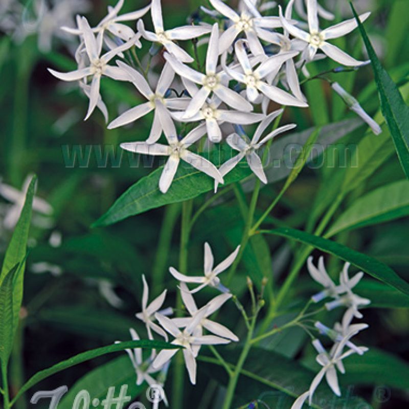 Amsonia